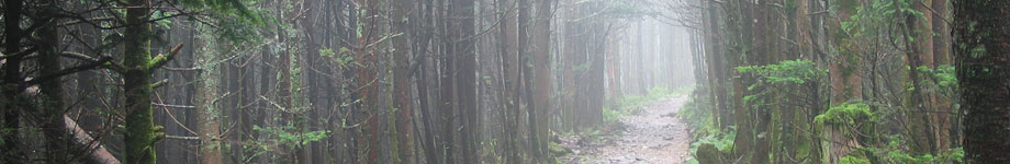 The Maze and Her Path Rotating Header Image